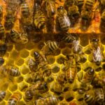 monde des abeilles