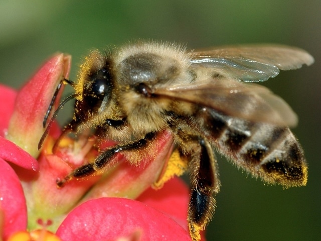 1309510-Abeille 1309510-Abeille