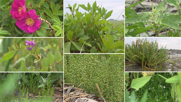 160724_ik974_plantes-comestibles-littoral_sn635 160724_ik974_plantes-comestibles-littoral_sn635