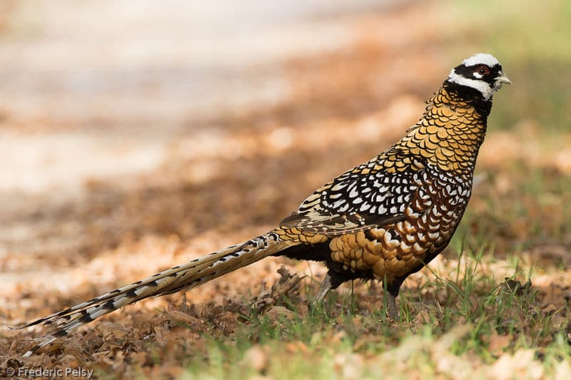 Faisan vénéré. Famille des Phasianidés. Ordre : Galliformes