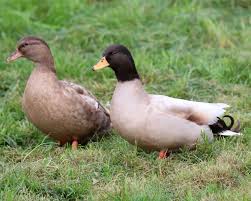 Canard mignon2