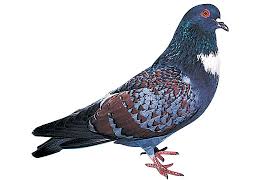 Pigeon cauchois2