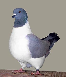 Pigeon strasser