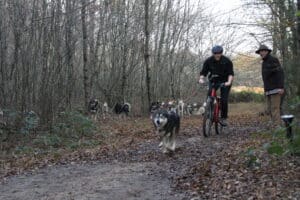 activités de cohésion avec des chiens de traineaux